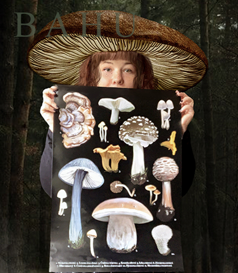 Plakat houby